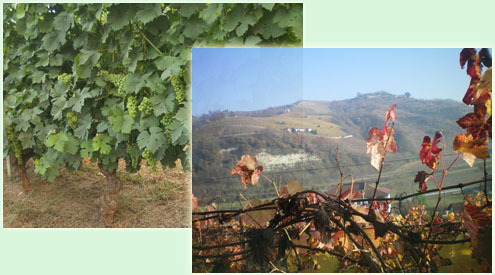 La vigna